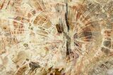 Beautiful Petrified Wood (Araucaria) Slab - Madagascar #361501-1